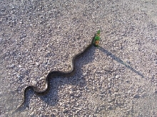 green anaconda