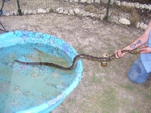 conda1