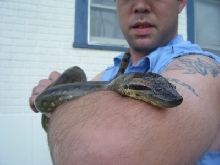 green anaconda again
