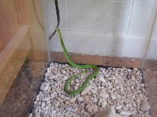 rough green snake in Texas