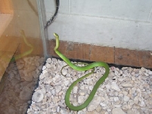 rough green snake in Texas