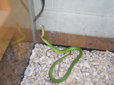 rough green snake in Texas