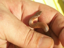 western earth snake?