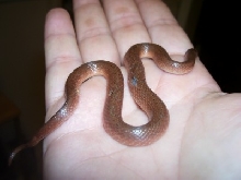 Western earth snake?
