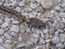 thamnophis marcianus marcianus