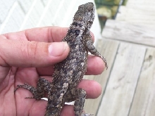 Unknown lizard