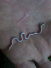 Blurry pic of texas blind snake