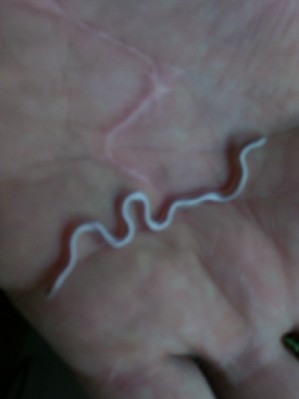 Blurry pic of texas blind snake