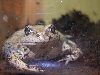 injured Banjo frog