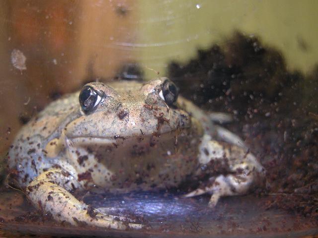 injured Banjo frog