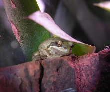 Litoria ewingi