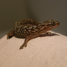 Christinus marmoratus, male