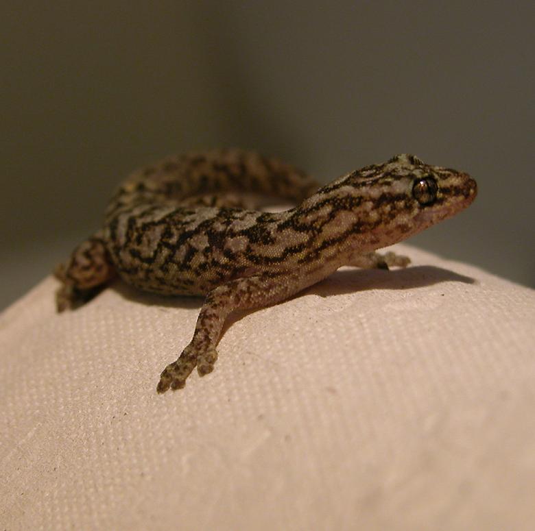 Christinus marmoratus, male