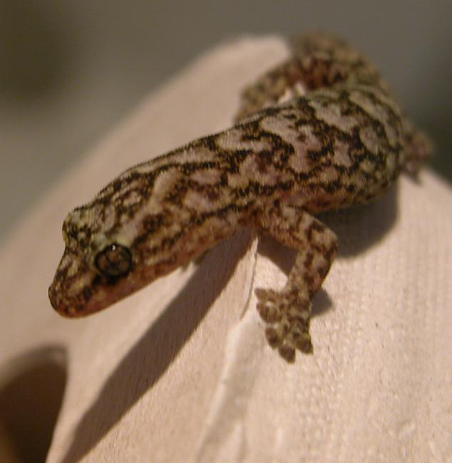 Marbled gecko, male