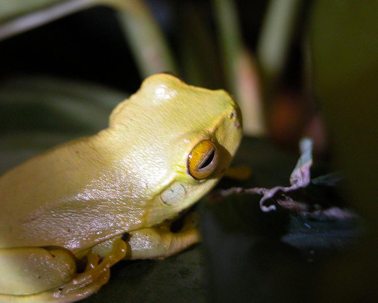 Litoria gracilenta