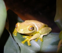 Dainty tree frog