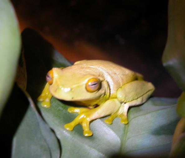 Dainty tree frog