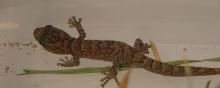 Christinus marmoratus hatchling