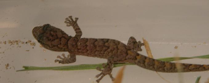 Christinus marmoratus hatchling