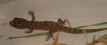 marbled hatchling