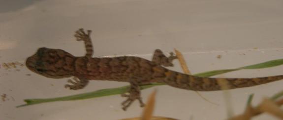 marbled hatchling