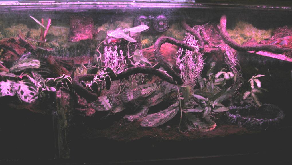 White's tree frog tank 50 gal