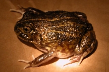 pictus/mallee spadefoot