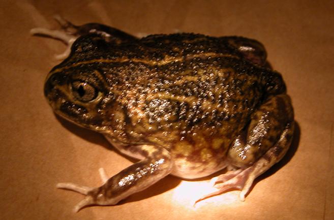 pictus/mallee spadefoot