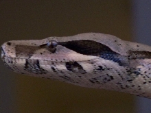 Brazilian BCC