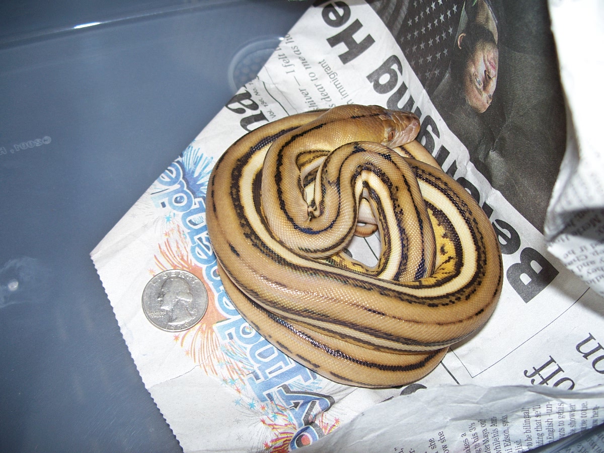 Super tiger size comp.