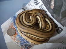 Super tiger size comp.