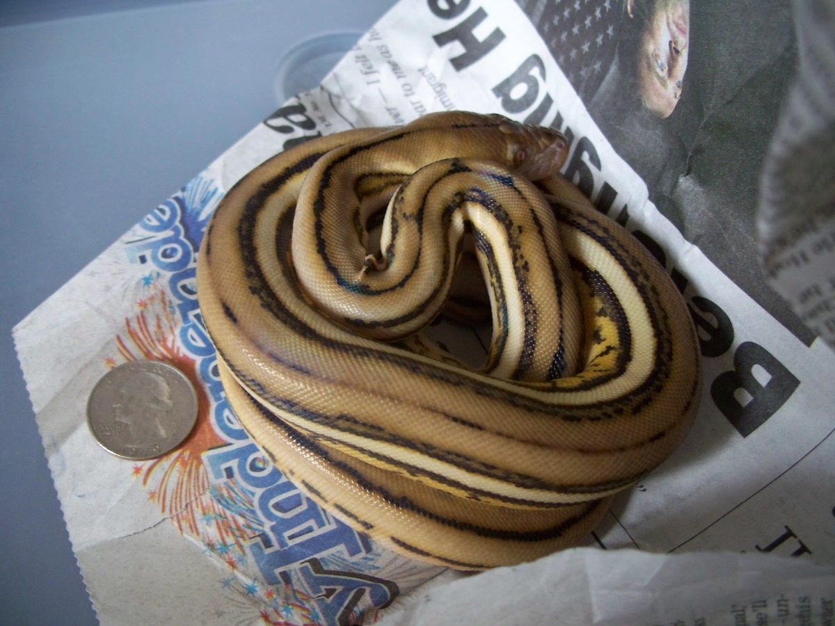 Super tiger size comp.