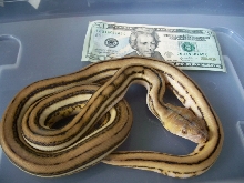 '06 super tiger size