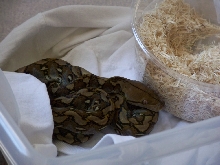 Selayar retic