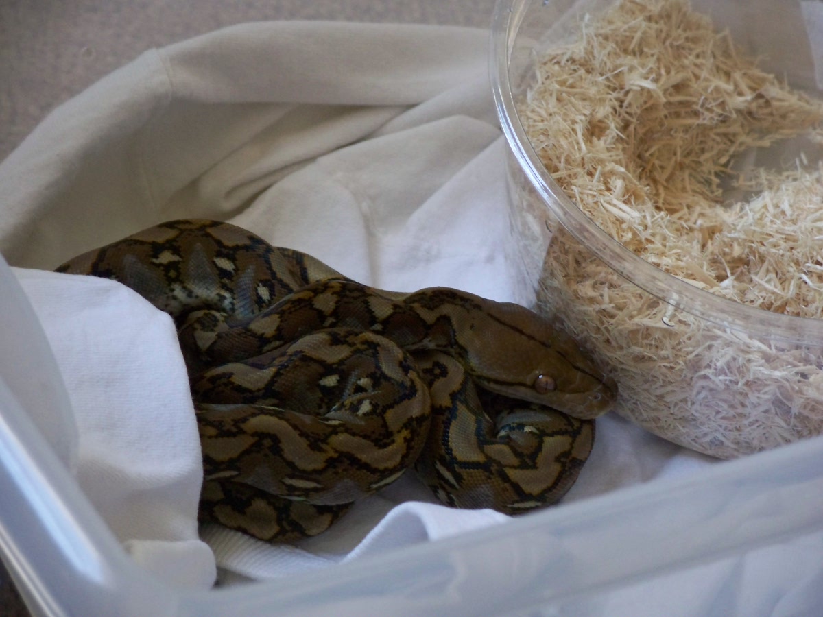 Selayar retic