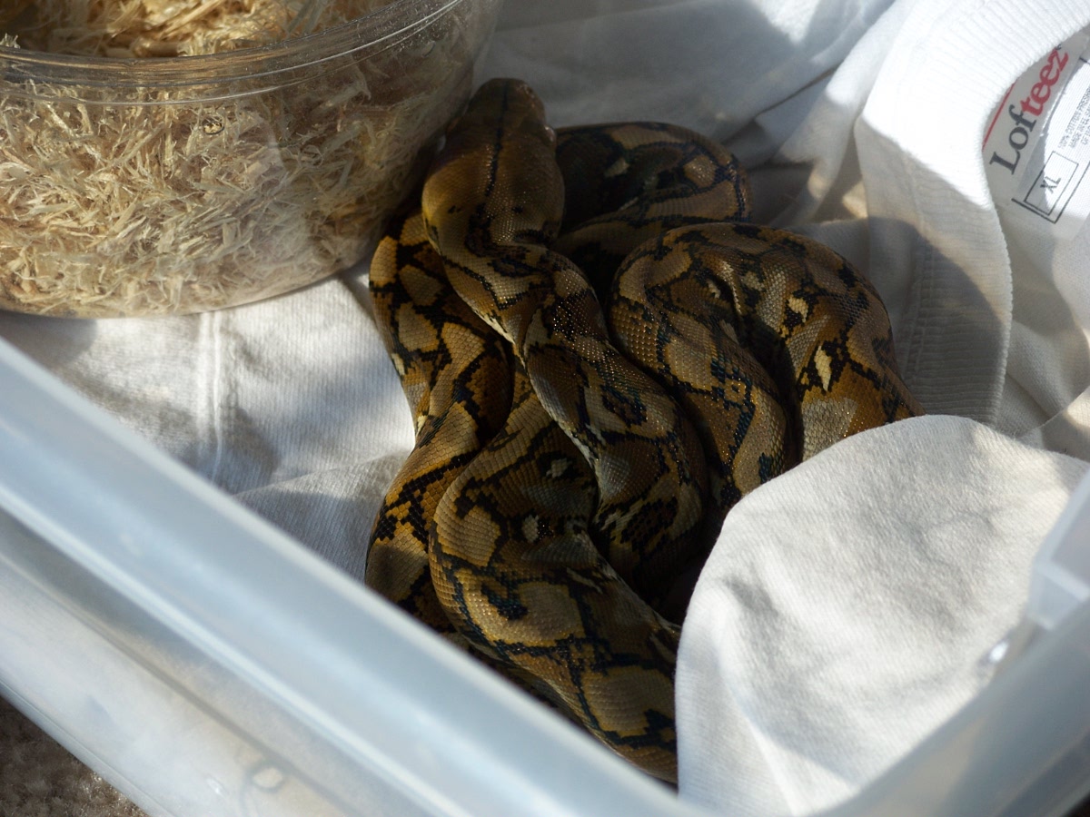 Selayar retic
