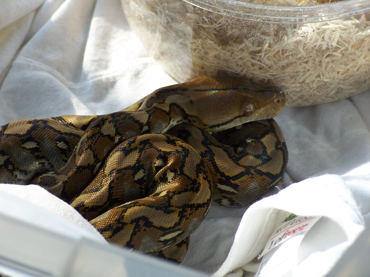 Selayar retic