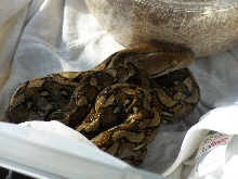 Selayar retic
