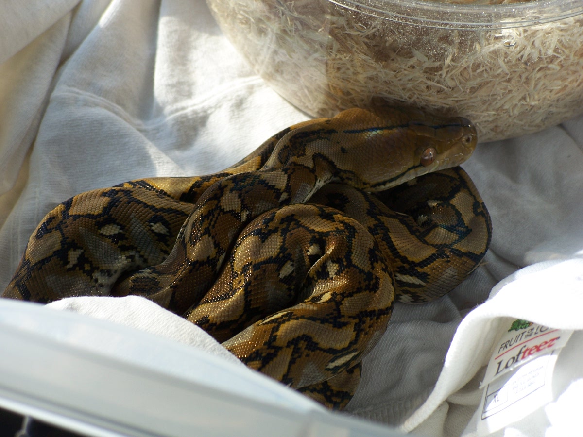 Selayar retic