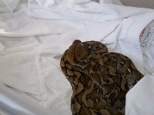 Selayar retic
