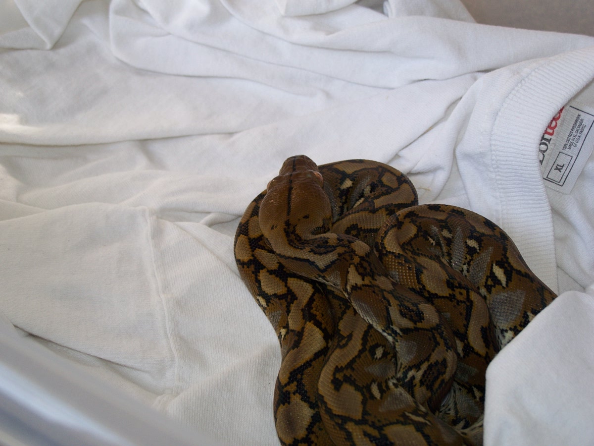 Selayar retic