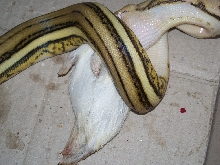 Supertiger feeding