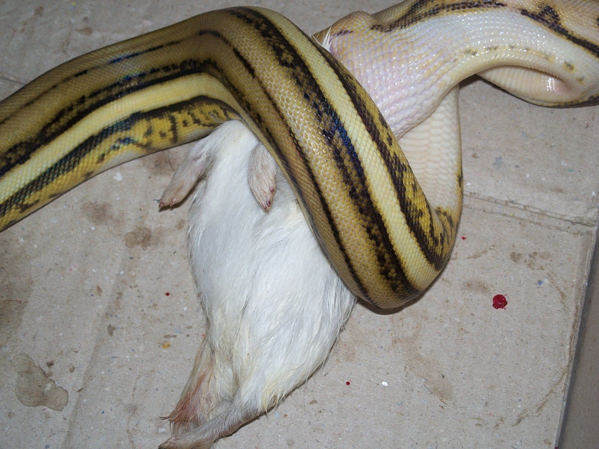 Supertiger feeding