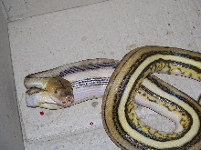 Supertiger feeding