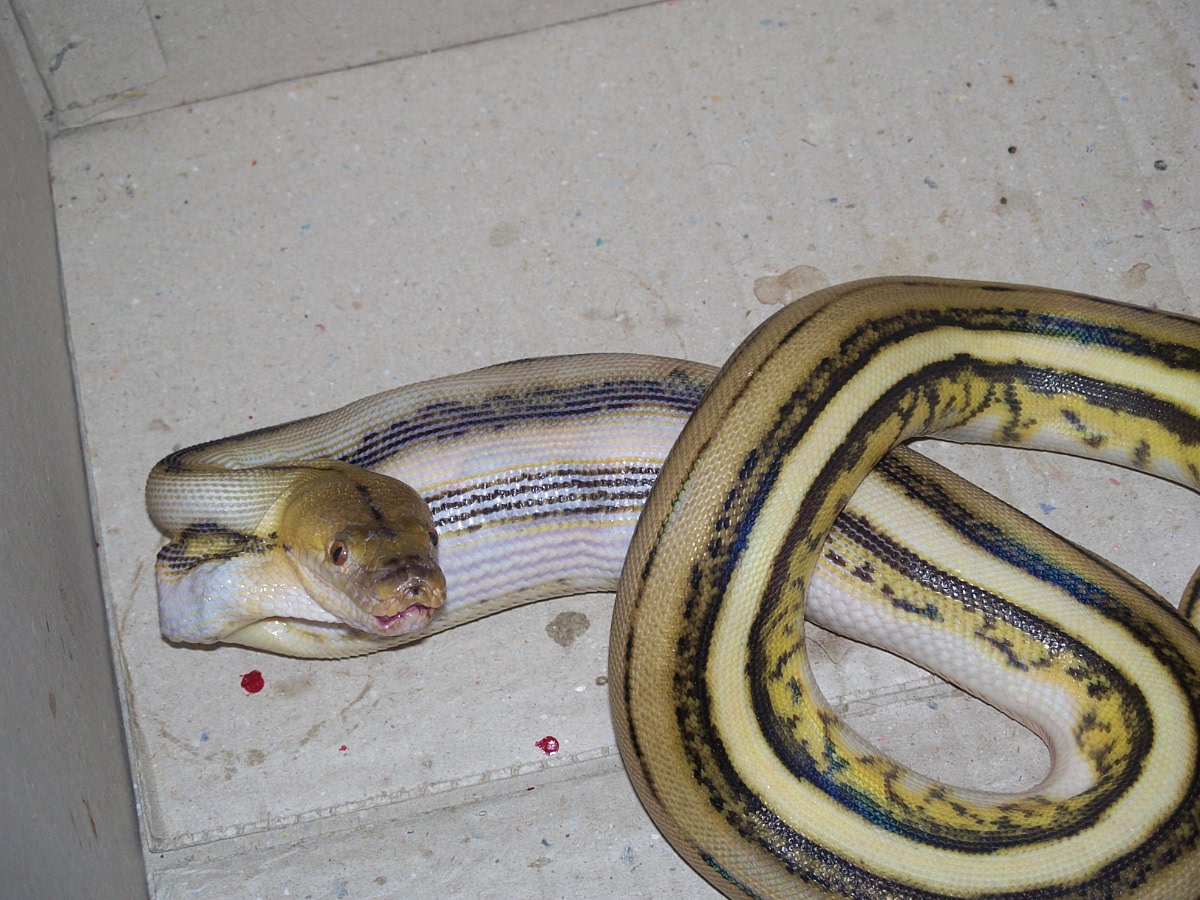 Supertiger feeding