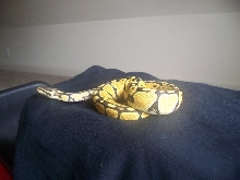 Female pastel