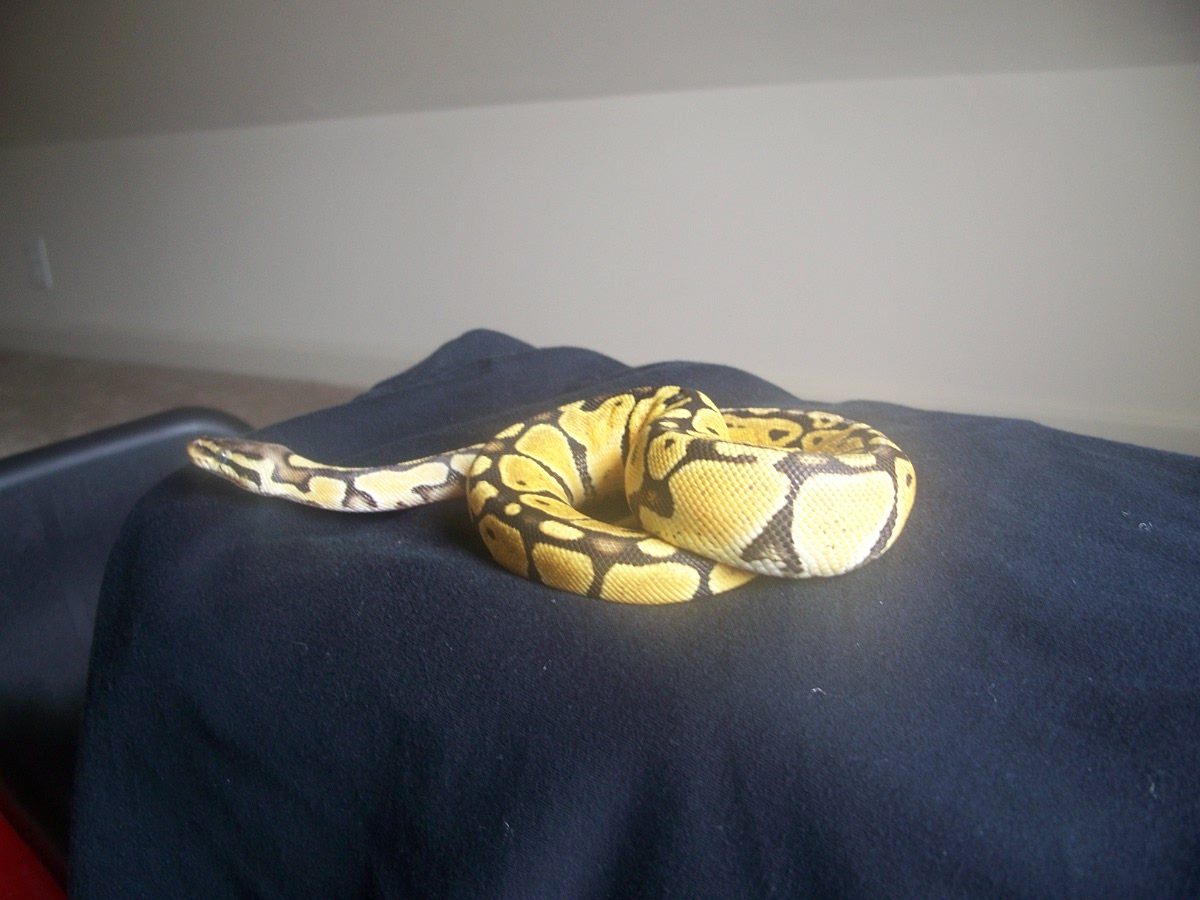 Female pastel