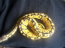 Female pastel