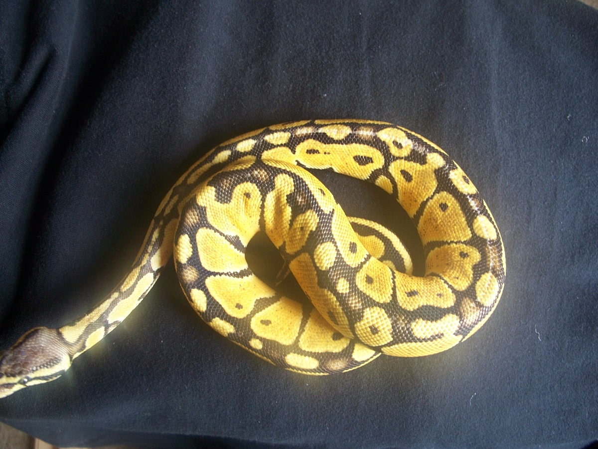 Female pastel