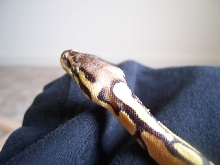 Female pastel